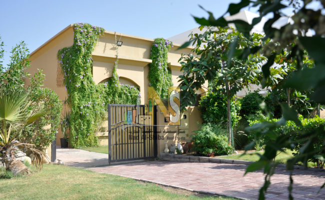 alidawood45watermark